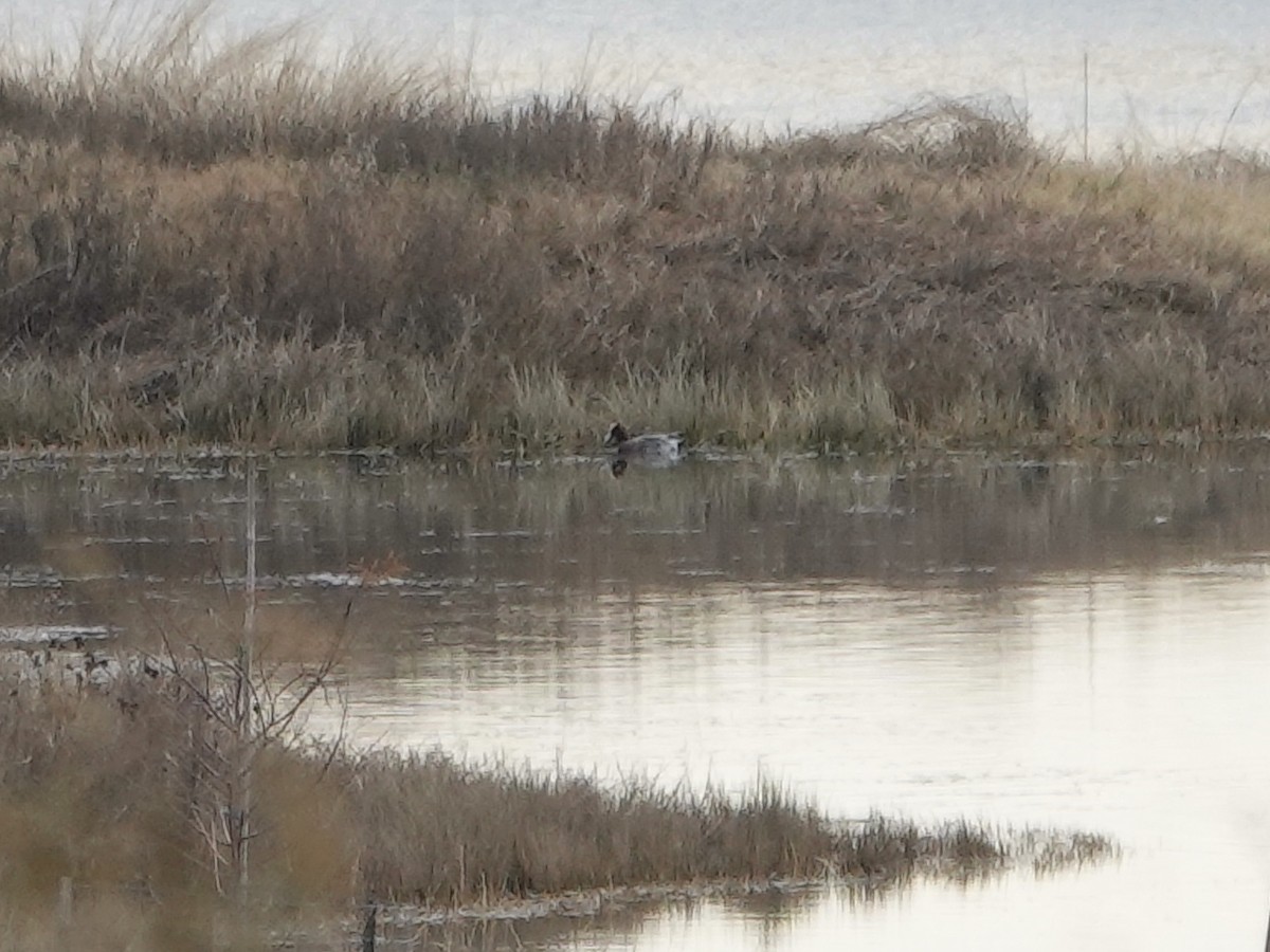 Eurasian Wigeon - ML518218981