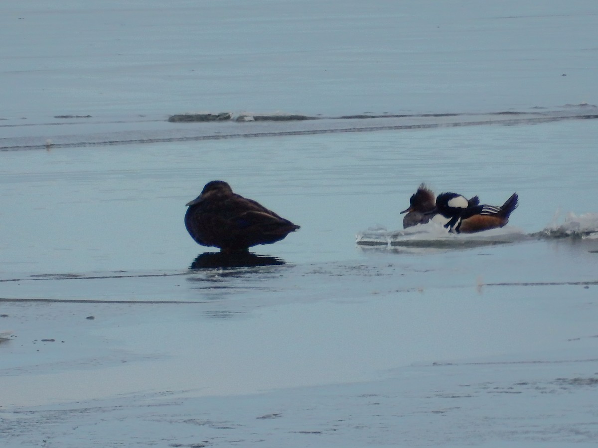 American Black Duck - ML51821911