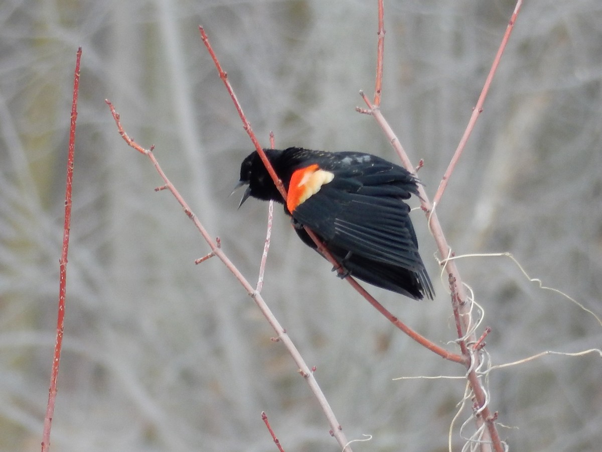 Red-winged Blackbird - ML51821941