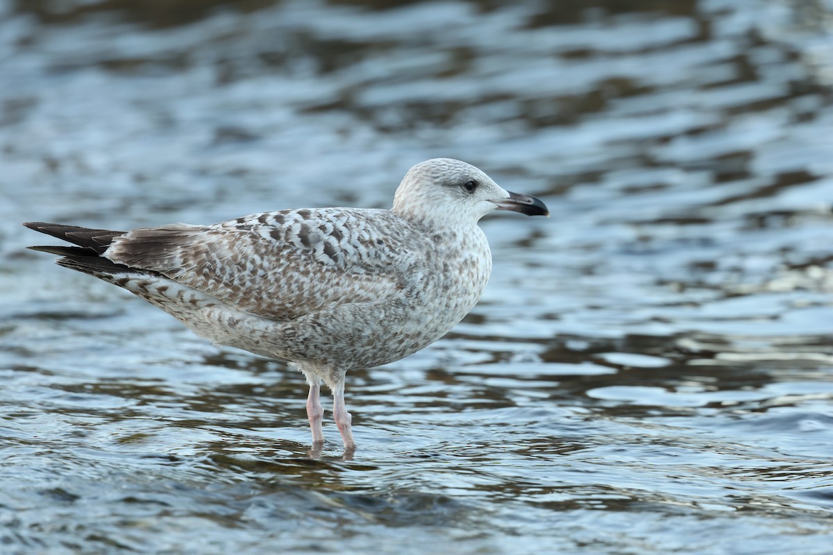 Herring Gull - ML518219641