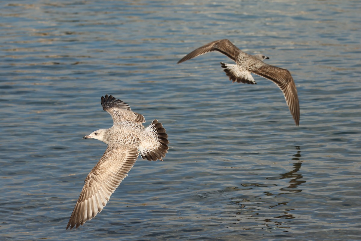 Herring Gull - ML518219651