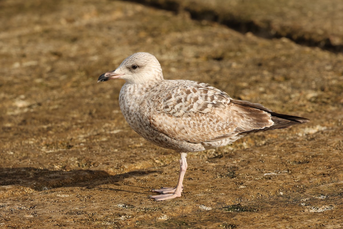 Herring Gull - ML518219671