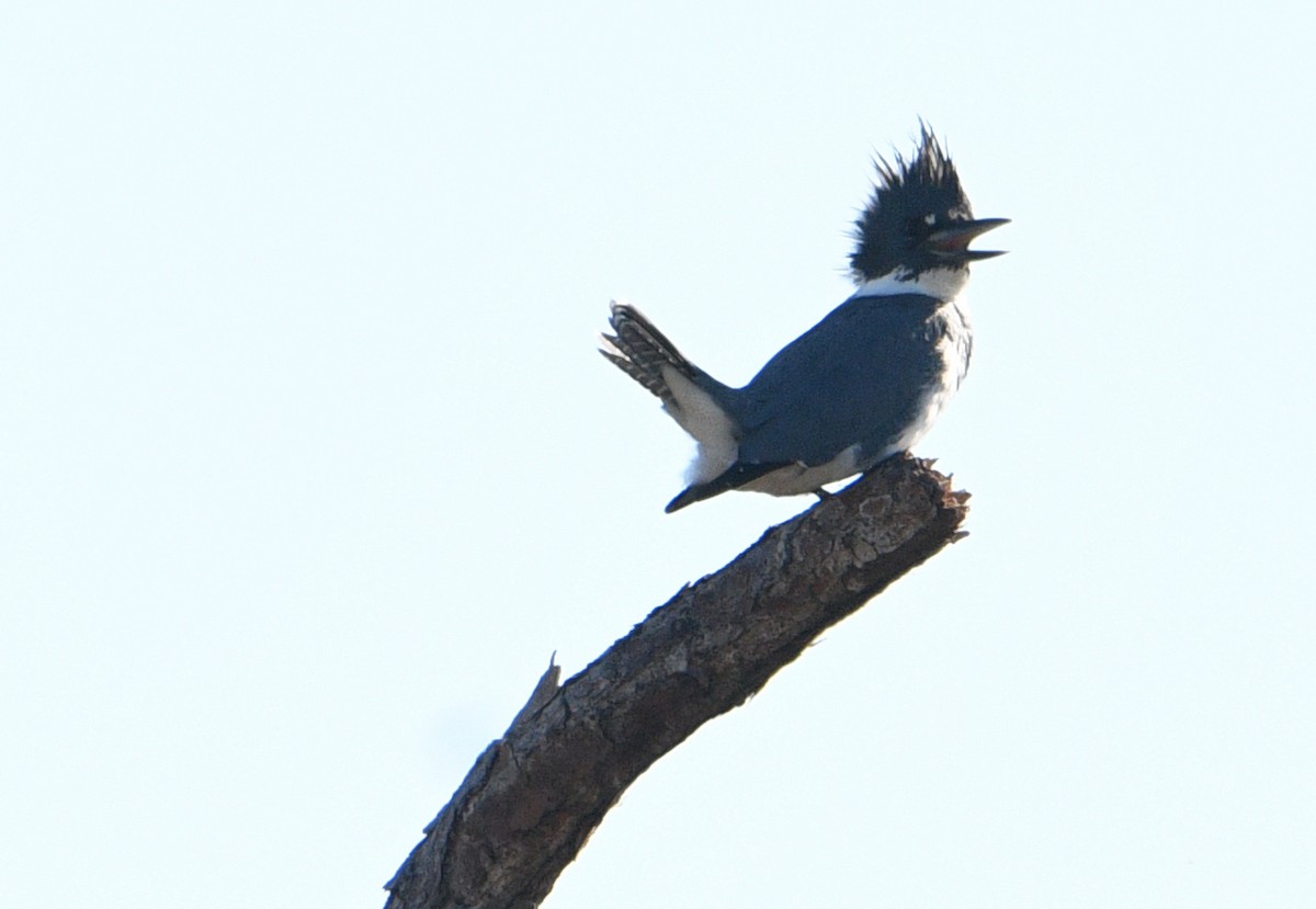 Belted Kingfisher - ML518220081