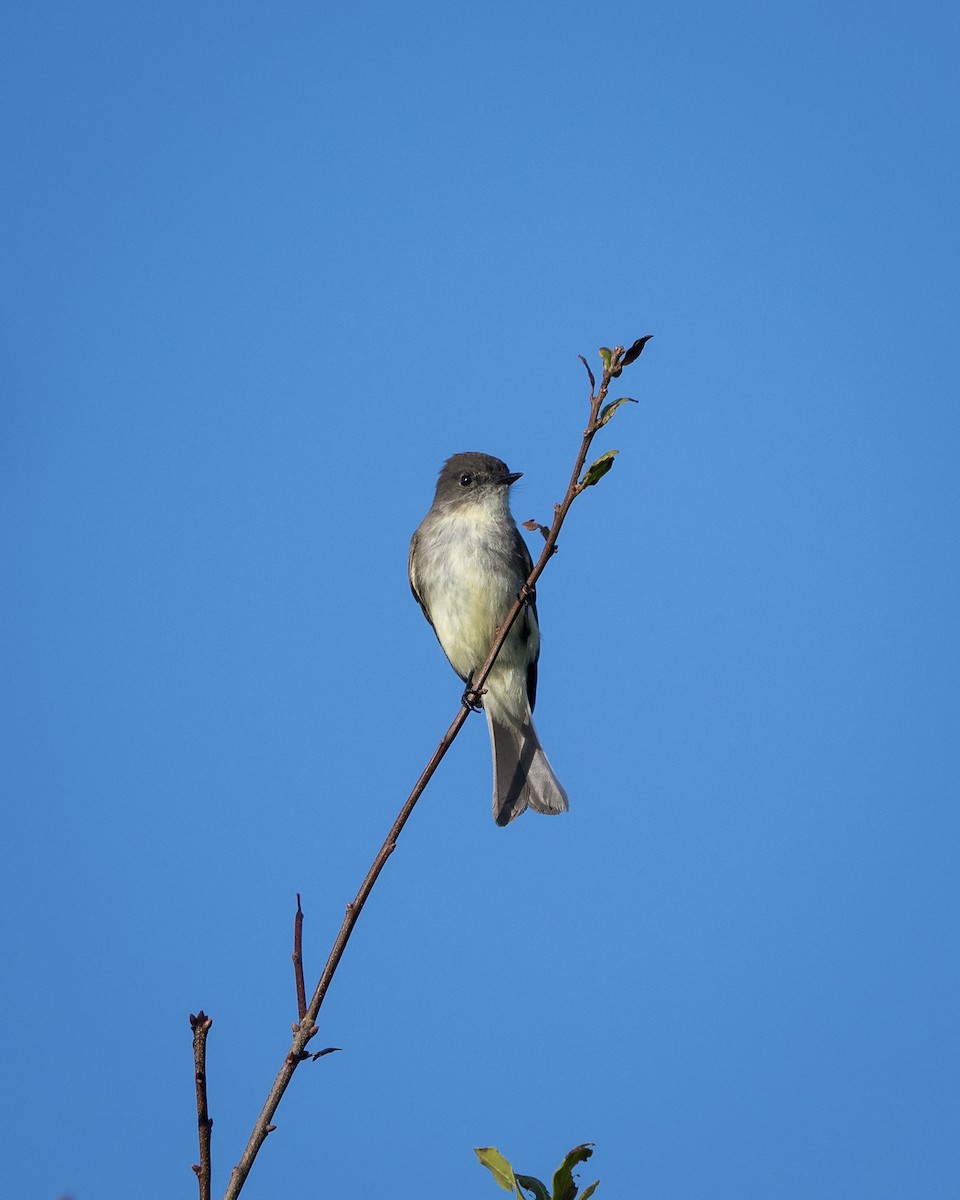 Eastern Phoebe - ML518220851