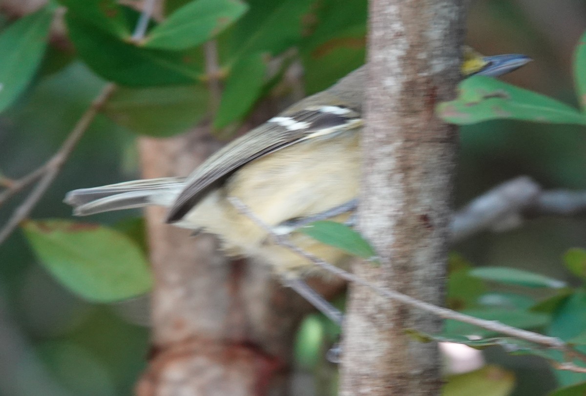 Thick-billed Vireo - Lilian Saul