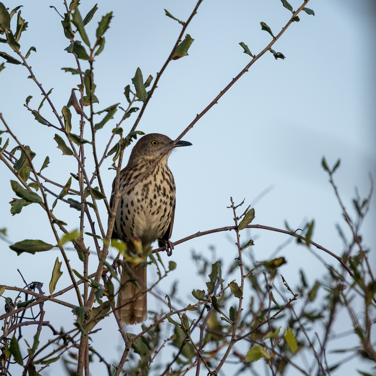 Brown Thrasher - ML518221201