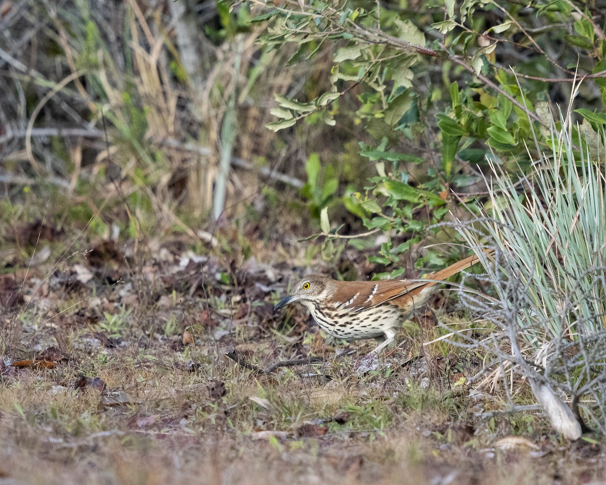 Brown Thrasher - ML518221221