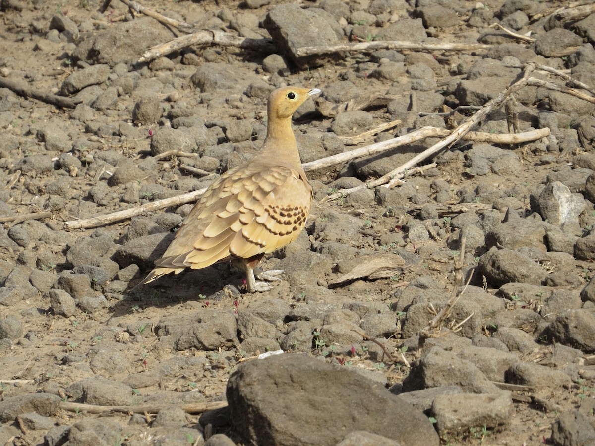 Chestnut-bellied Sandgrouse - ML518221381