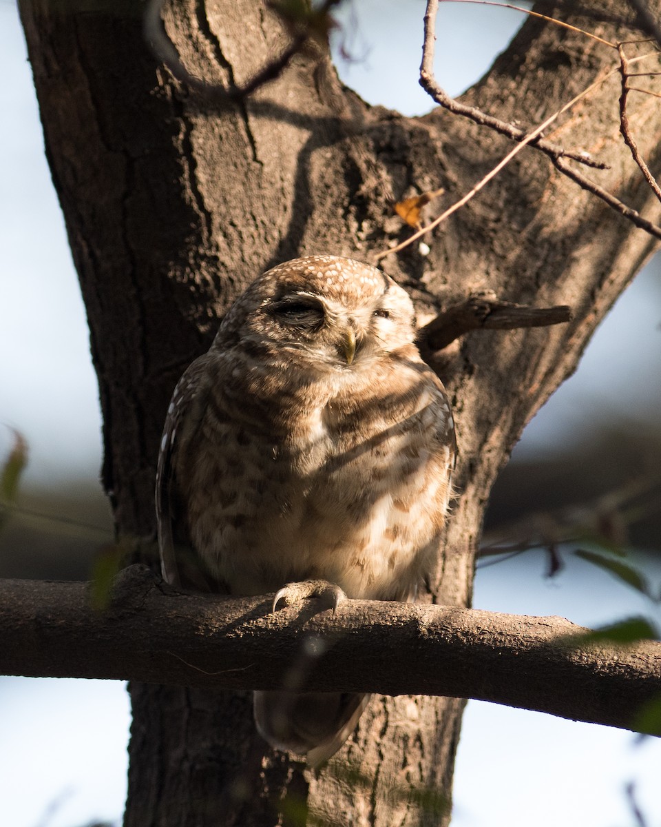 Spotted Owlet - ML518222241