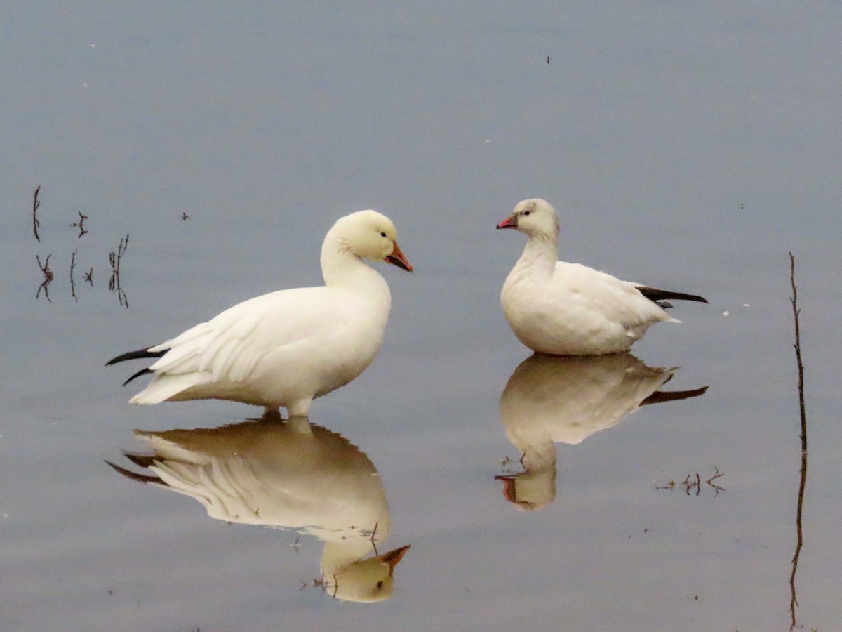 Ross's Goose - ML518223741