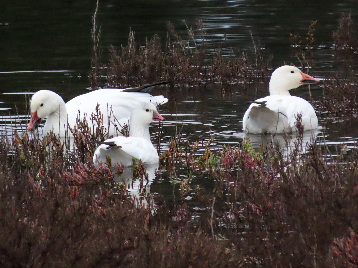 Ross's Goose - ML518223821