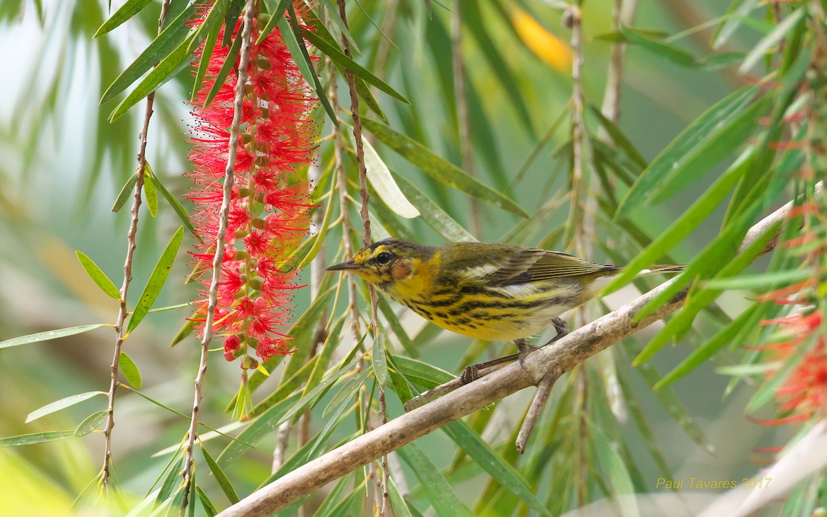 Cape May Warbler - ML51822421