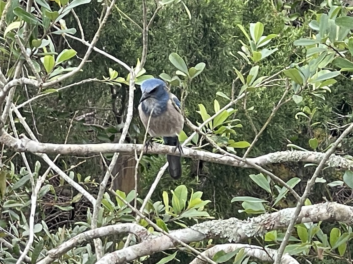 Florida Scrub-Jay - ML518225081