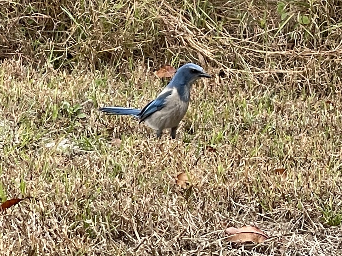 Florida Scrub-Jay - ML518225091