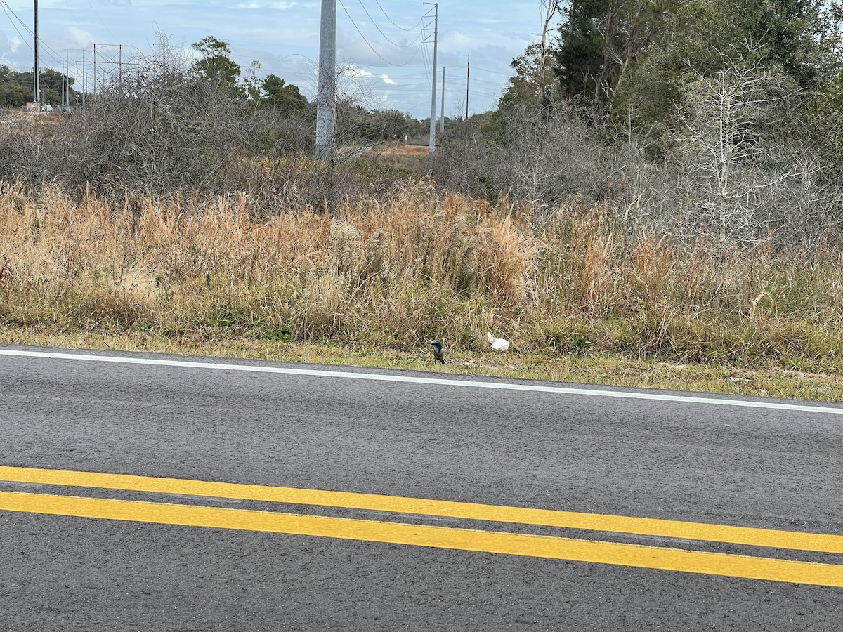 Florida Scrub-Jay - ML518225101