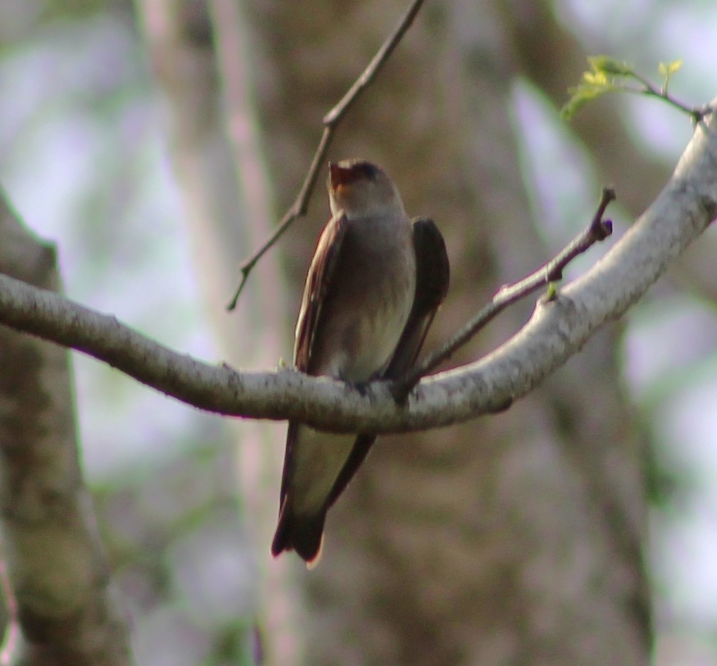 Northern Rough-winged Swallow - ML51822591