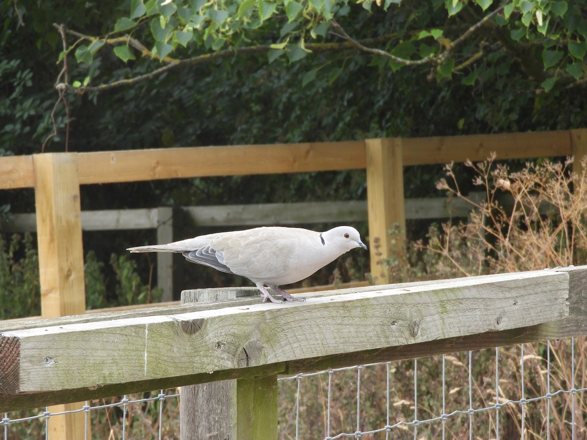 Eurasian Collared-Dove - ML518226981