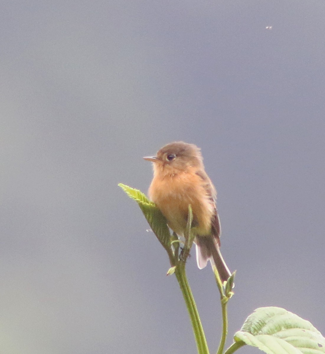 Buff-breasted Flycatcher - Jorge Montejo