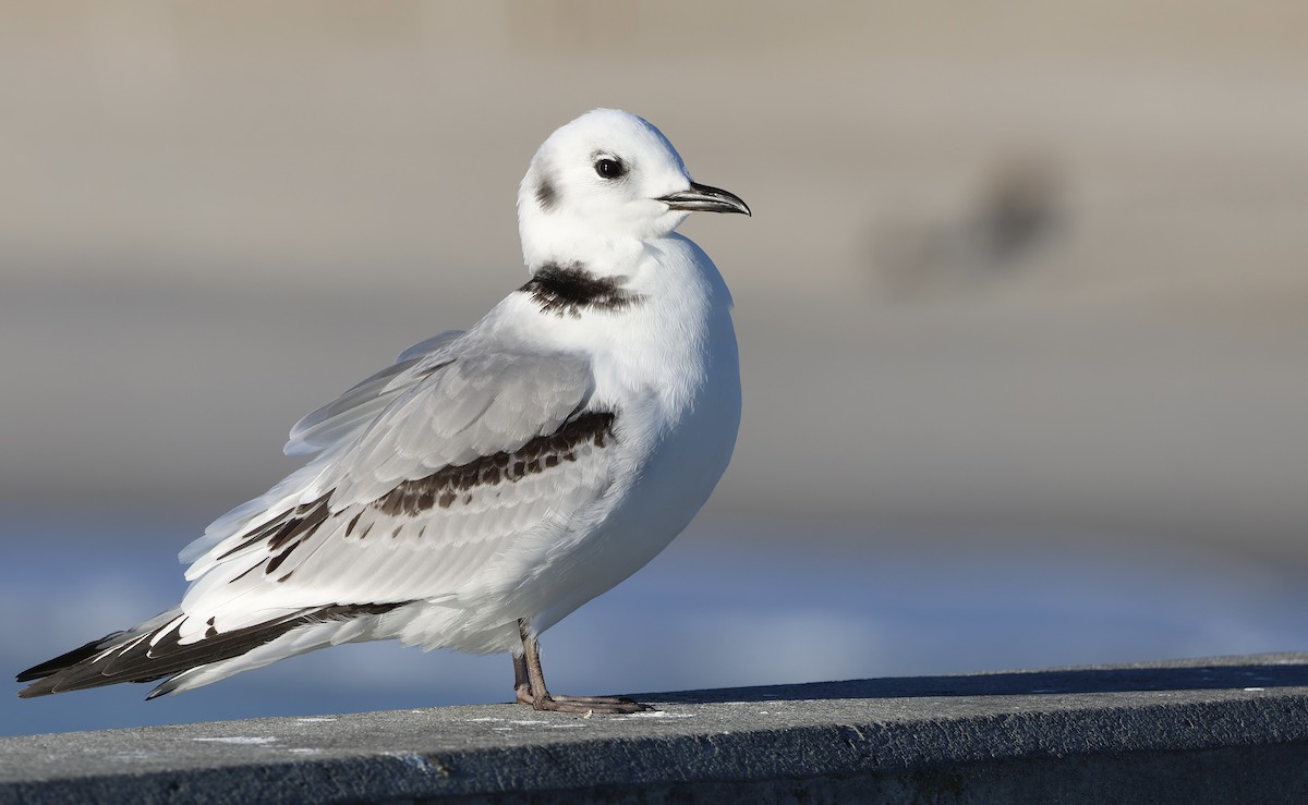 Mouette tridactyle - ML518233241