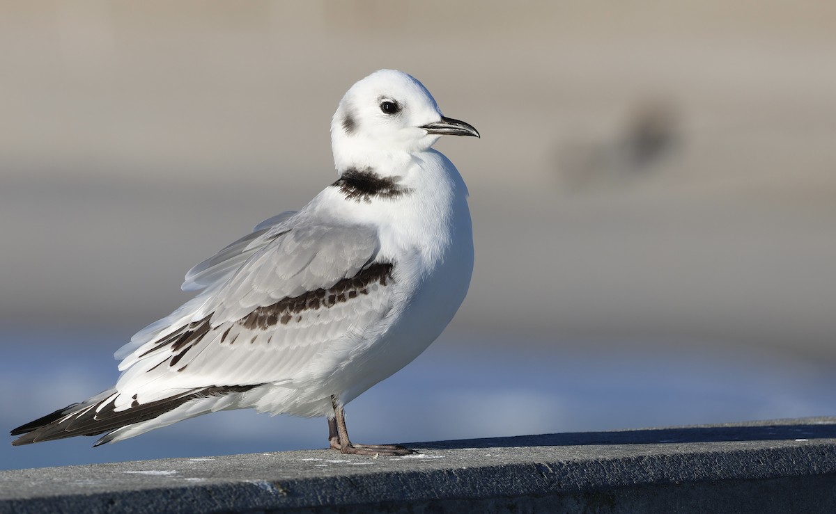 Black-legged Kittiwake - ML518233241