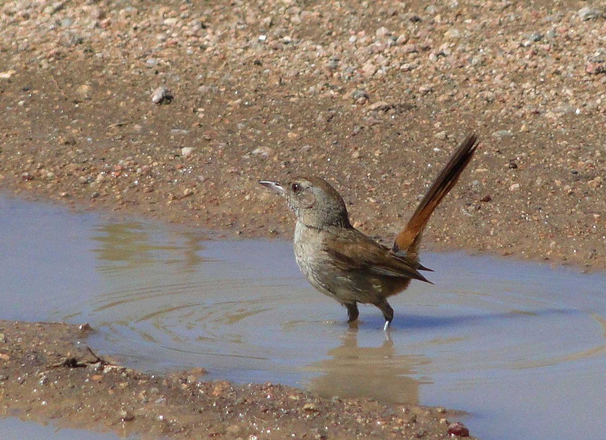 Short-billed Canastero - Walter Ariel  Baez