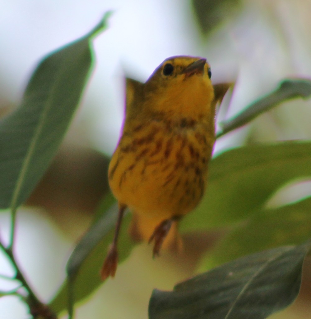 Yellow Warbler - ML51823411