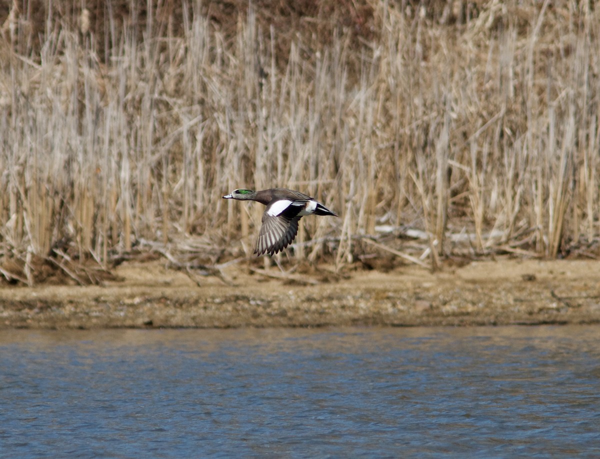 American Wigeon - ML51823421