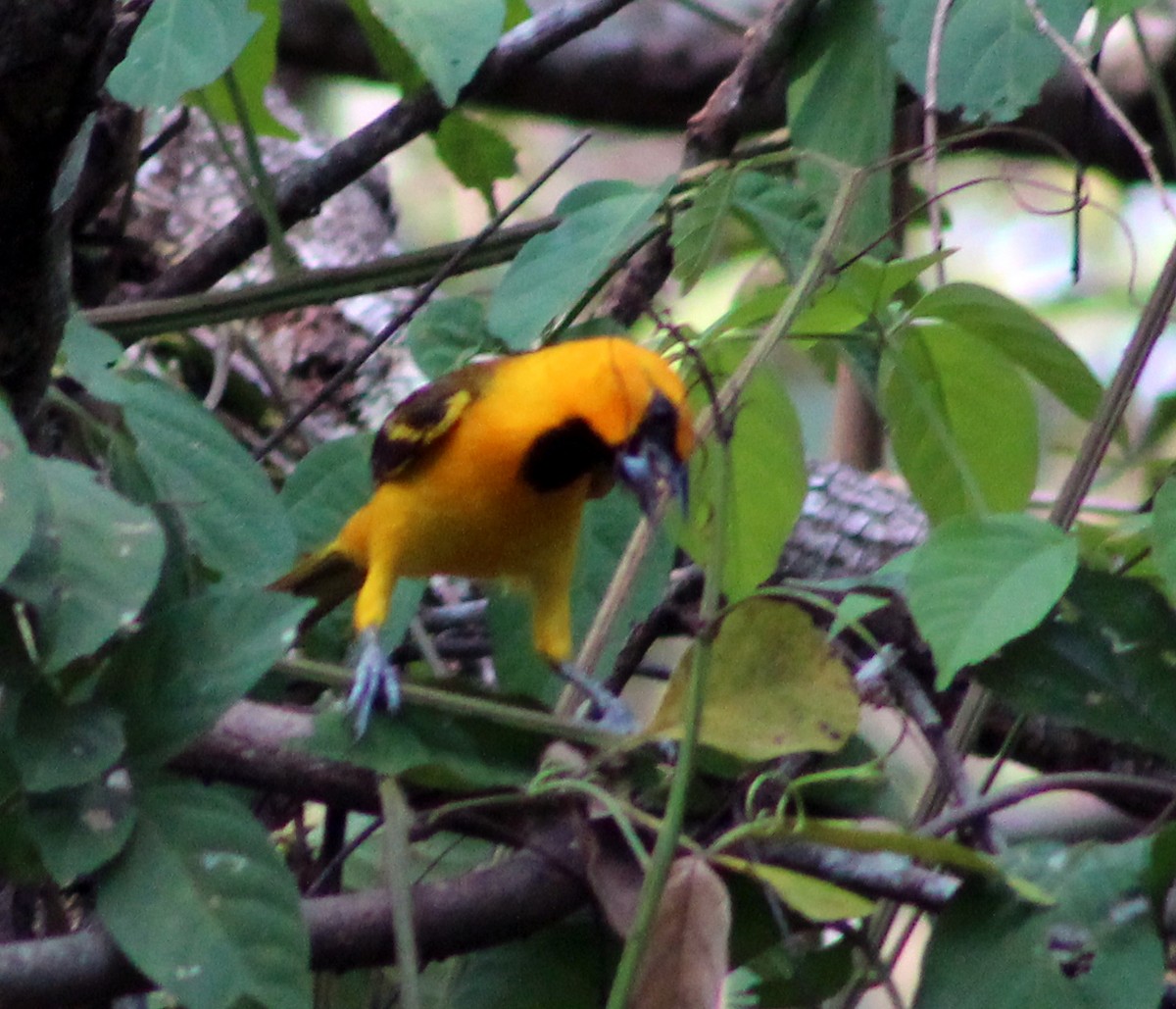 Oriole à gros bec - ML51823521