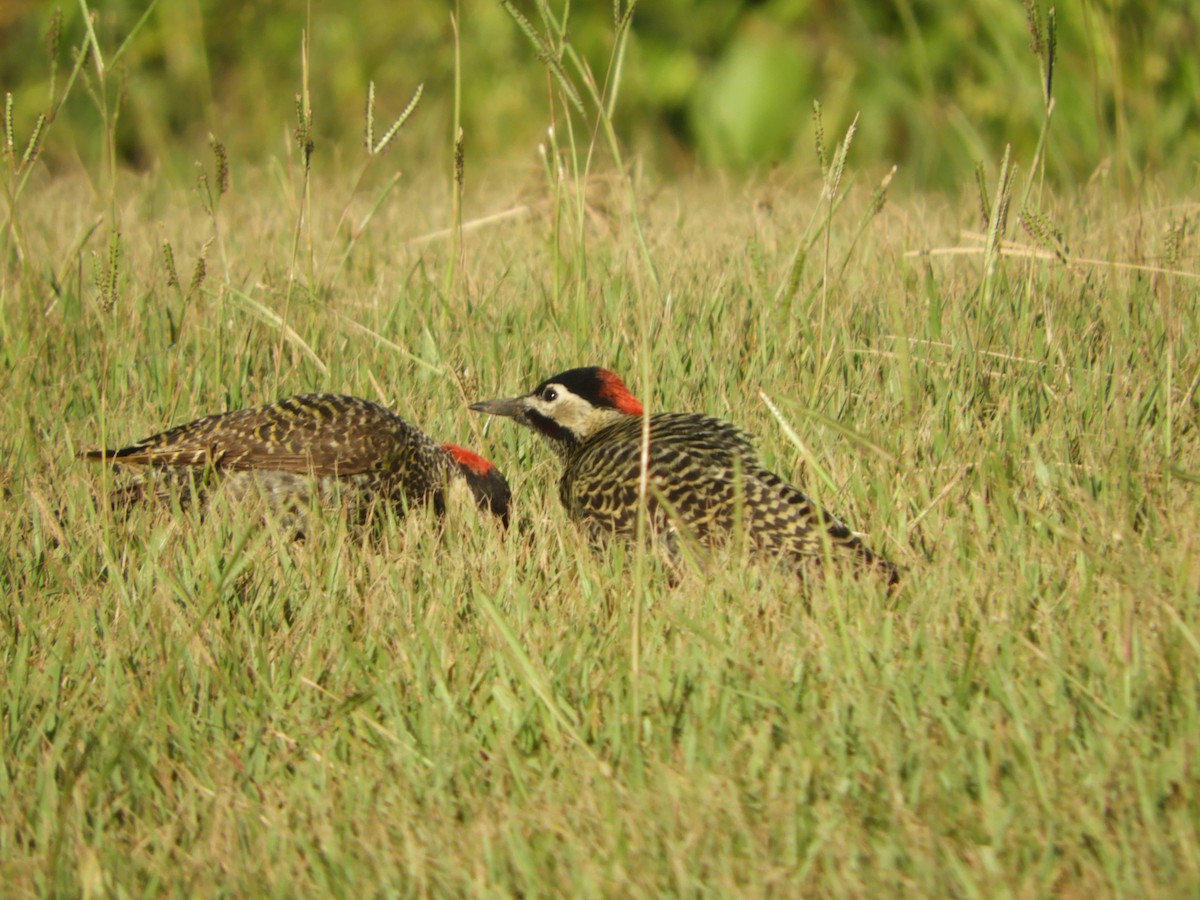 Green-barred Woodpecker - Silvia Enggist