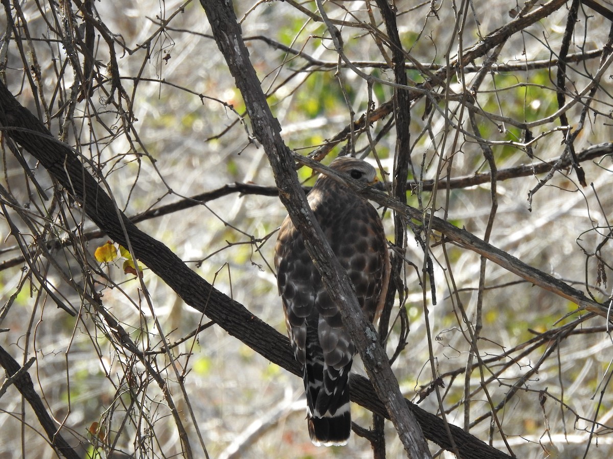 Red-shouldered Hawk - ML518235981