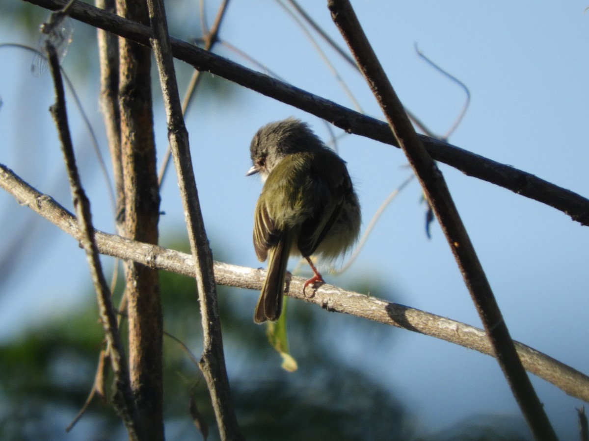 Pearly-vented Tody-Tyrant - Silvia Enggist