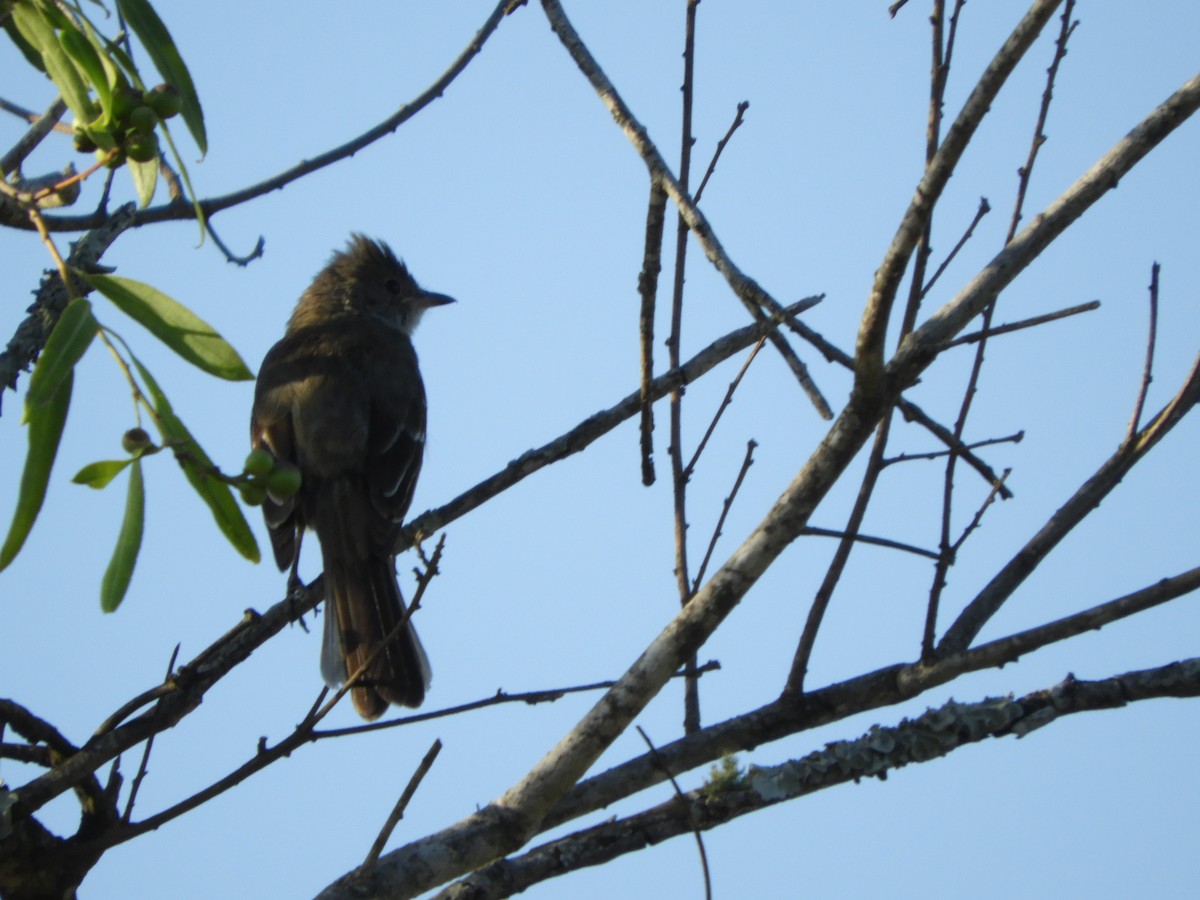 Yellow-bellied Elaenia - ML518236381