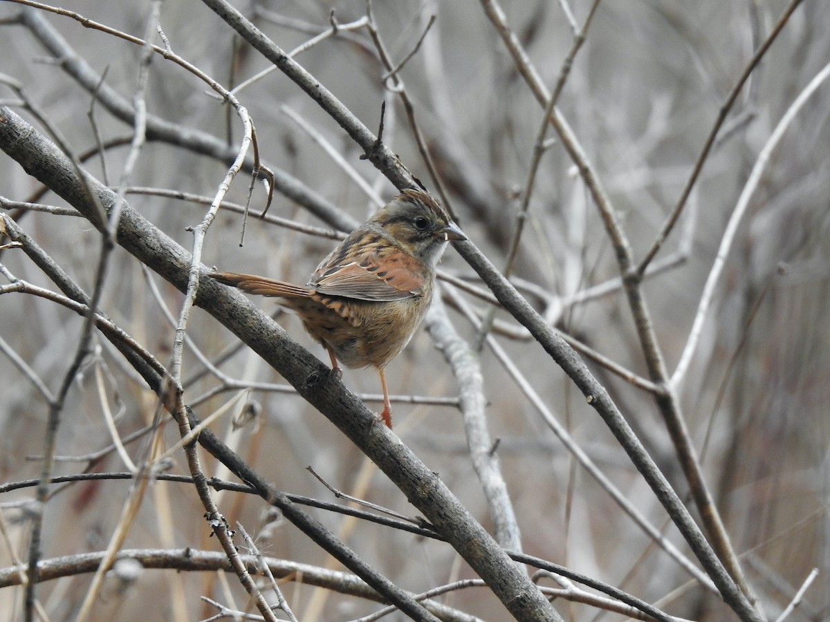 Swamp Sparrow - ML518236571