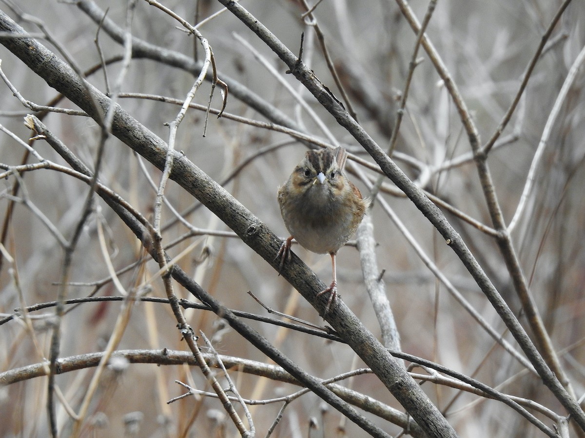 Swamp Sparrow - ML518236581