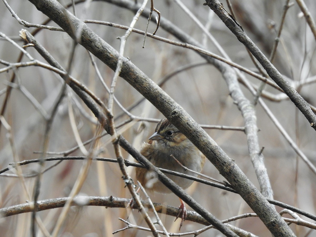 Swamp Sparrow - ML518236621