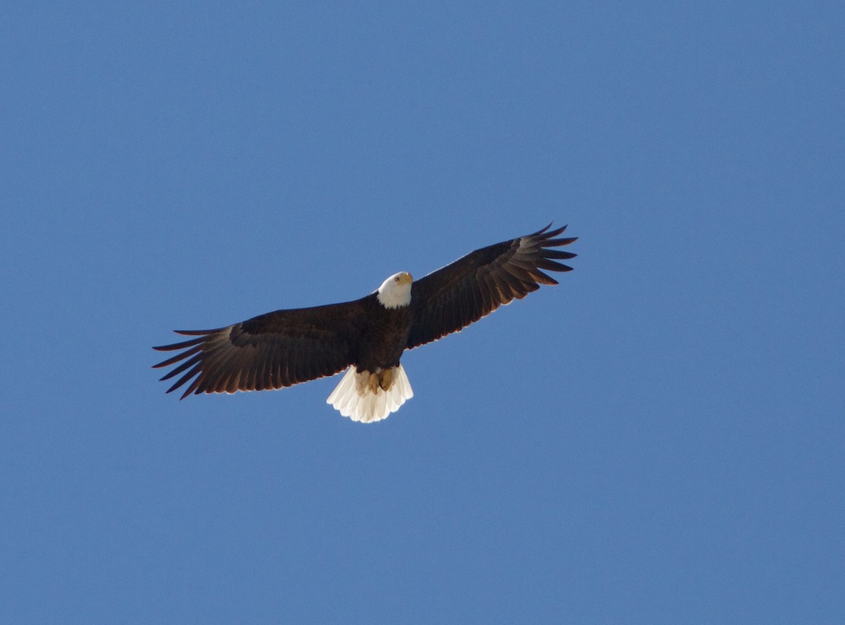 Bald Eagle - ML51823701