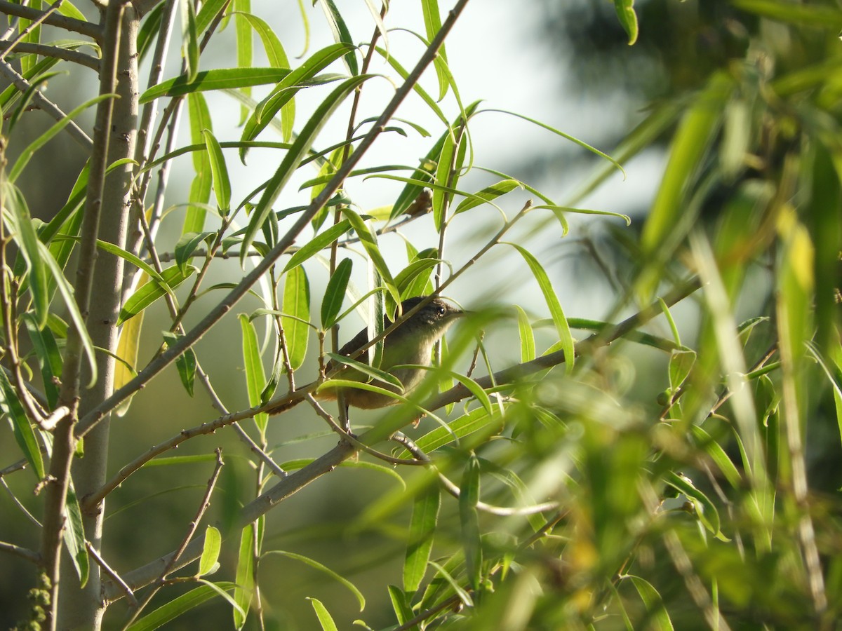 House Wren - ML518237721