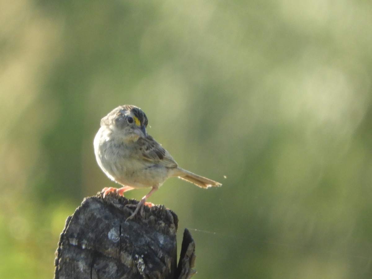 Grassland Sparrow - Silvia Enggist