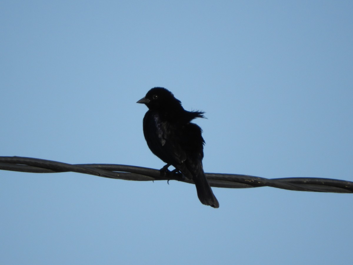 Shiny Cowbird - ML518239411