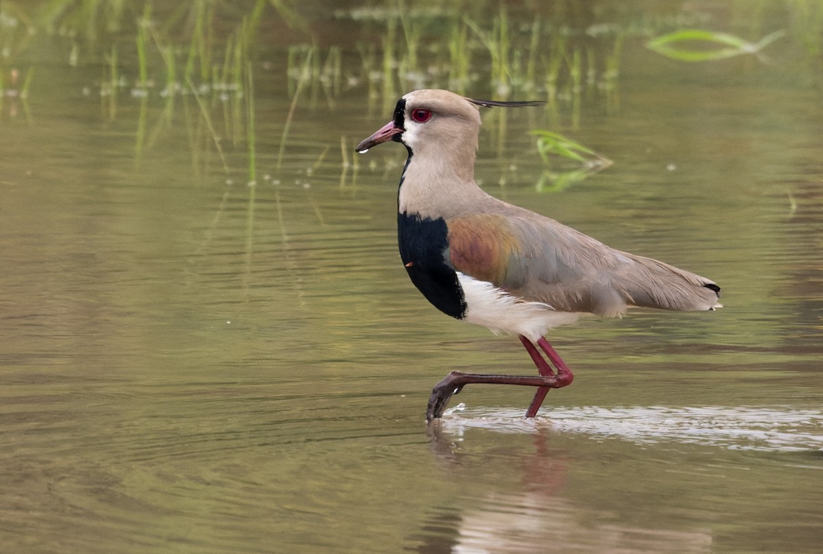 Southern Lapwing - ML518240371