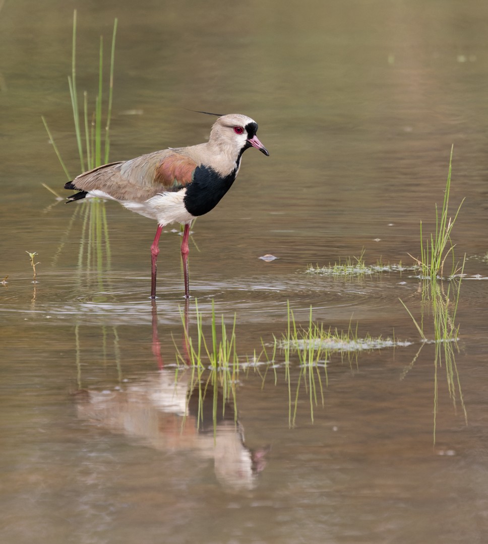 Southern Lapwing - ML518240381