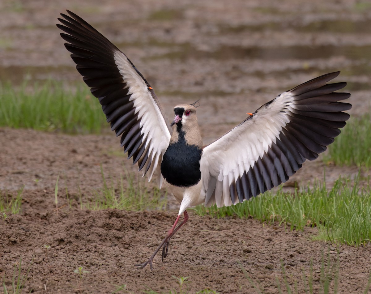 Southern Lapwing - ML518240391