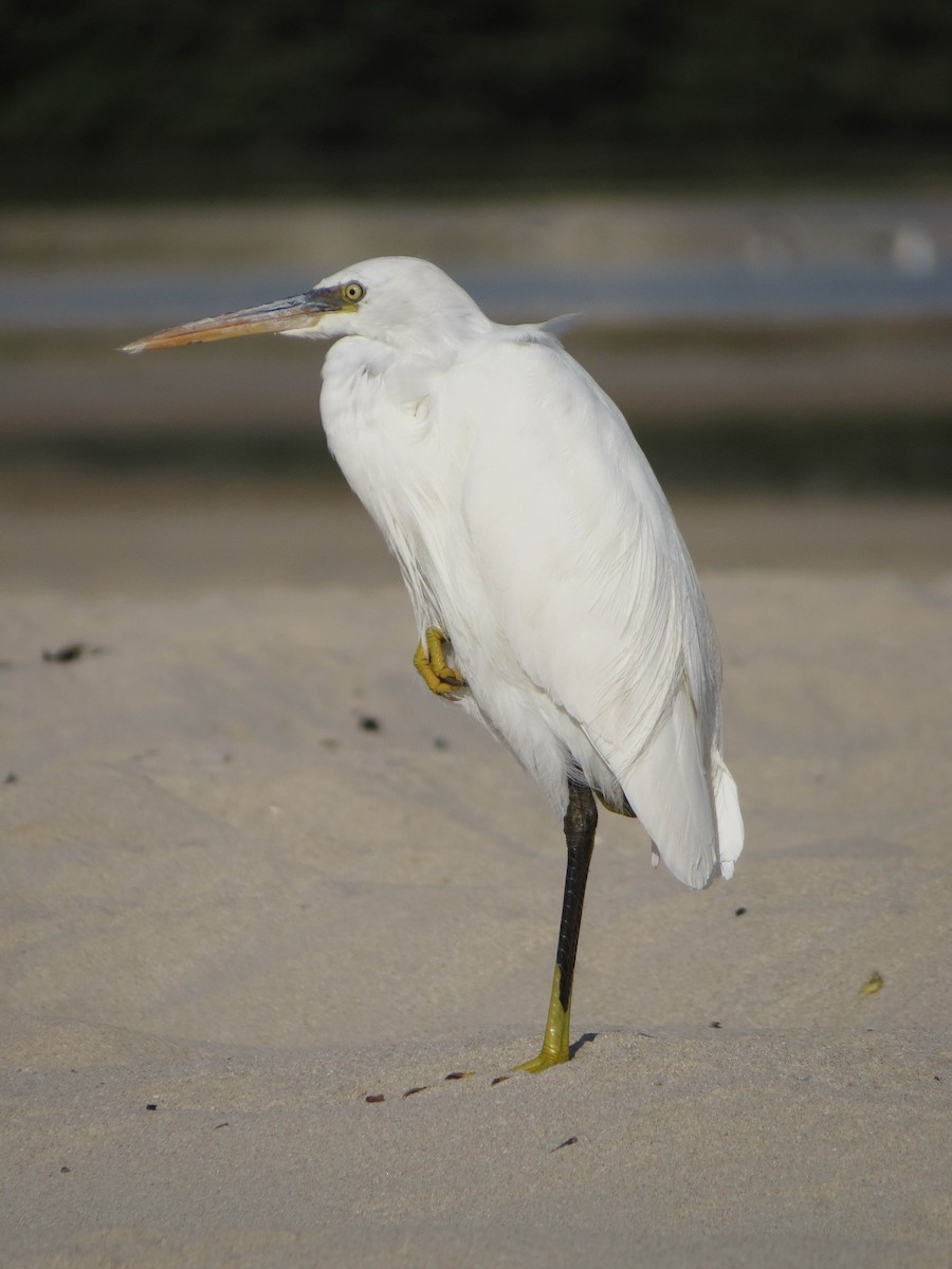 Western Reef-Heron - ML518241701