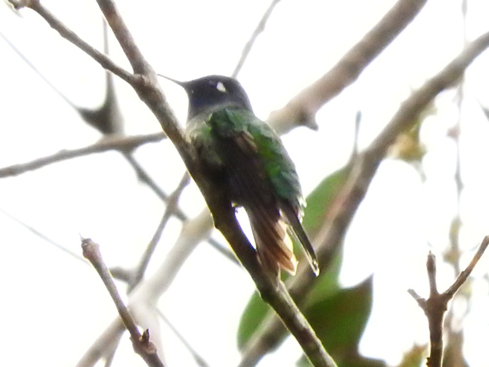 Violet-headed Hummingbird - Fernando Nunes