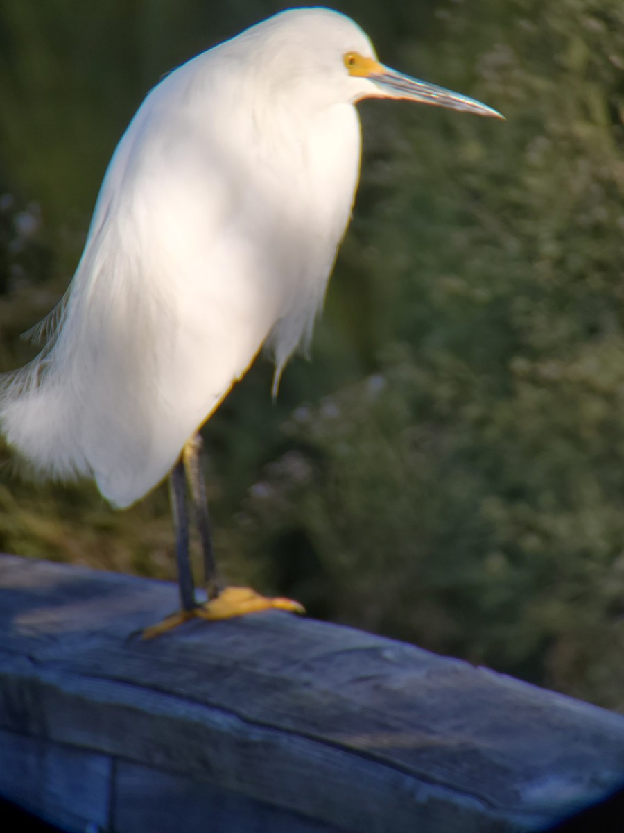 Snowy Egret - ML518242741