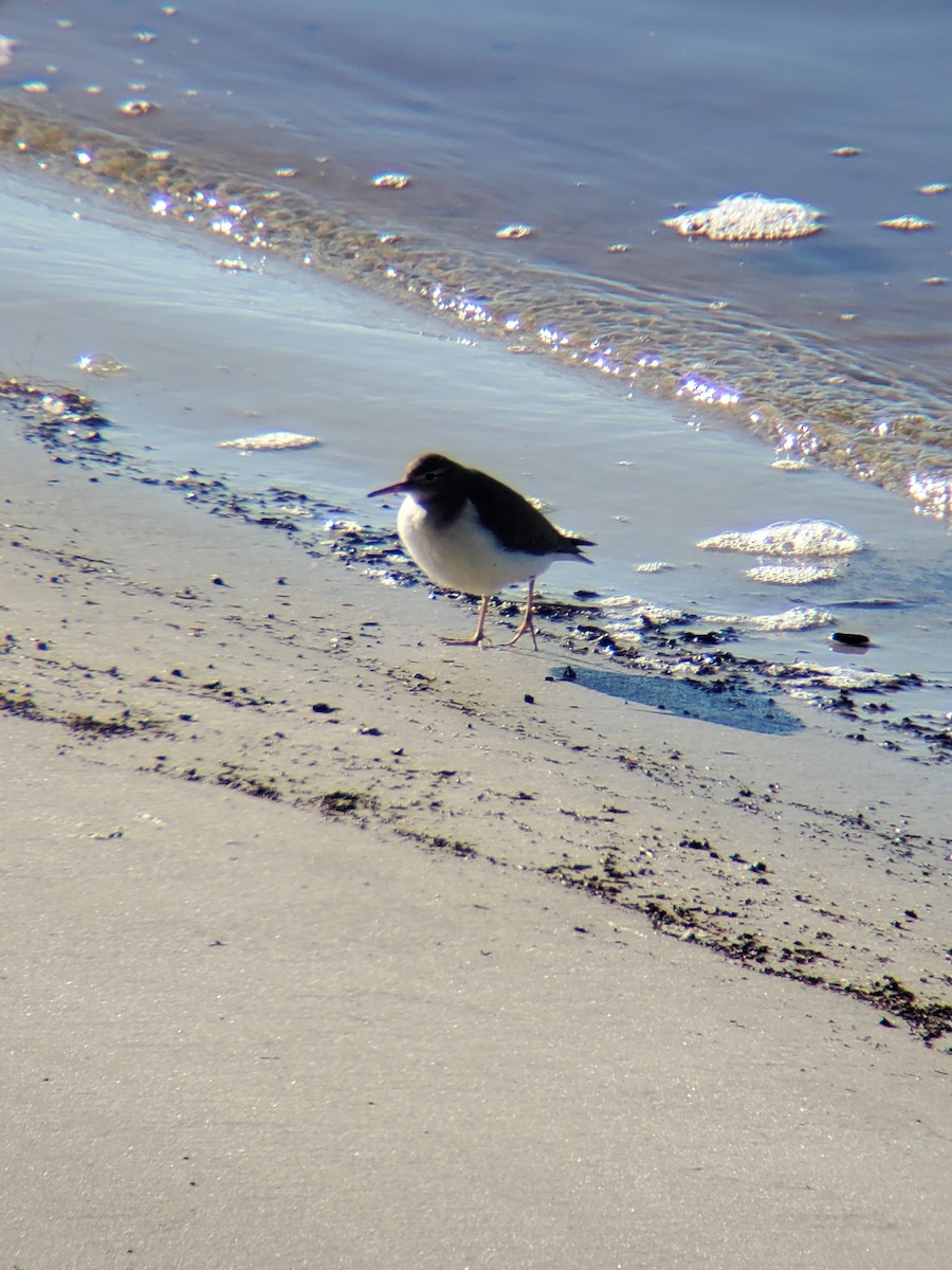 Spotted Sandpiper - ML518242851