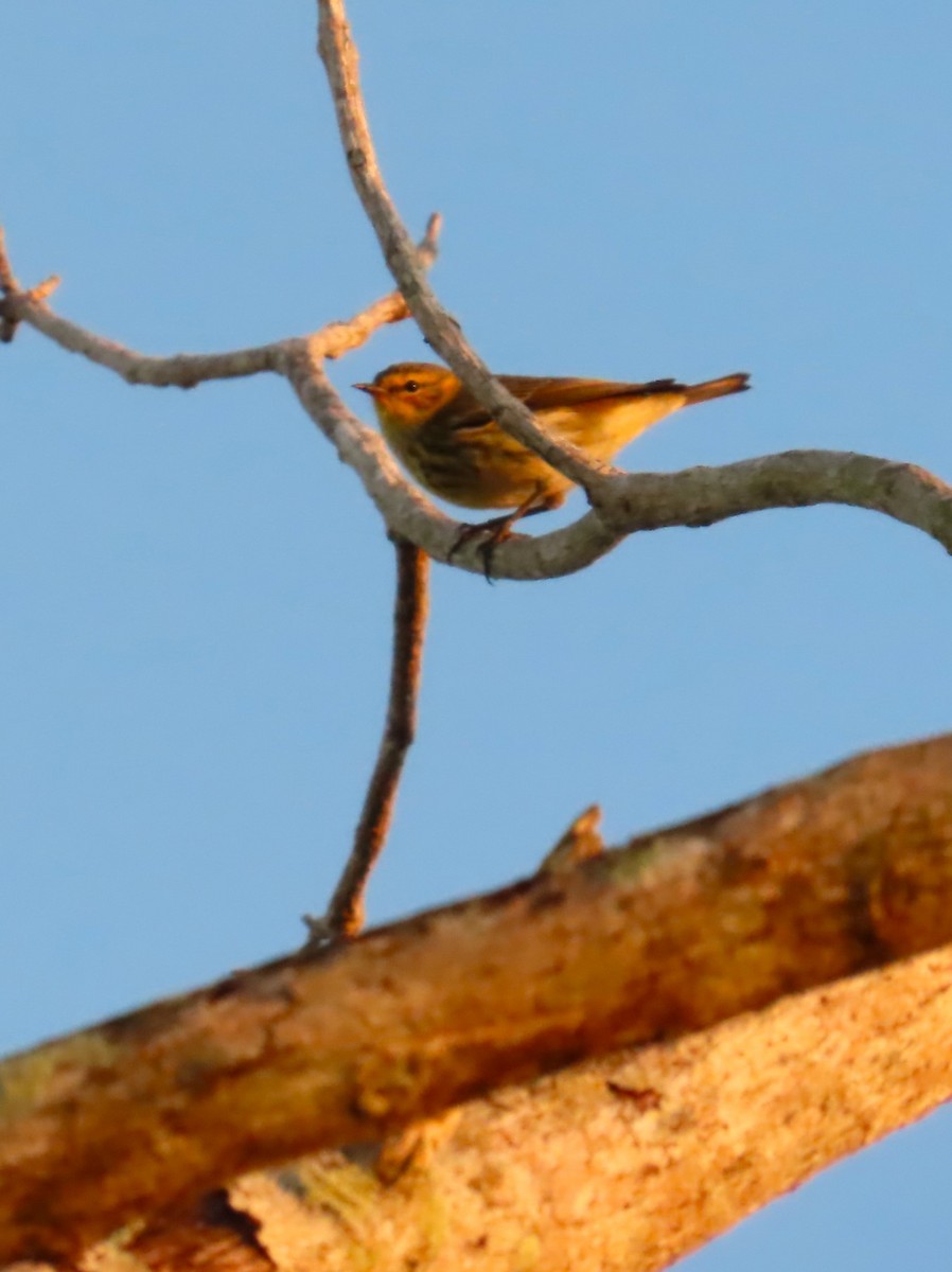Cape May Warbler - Jes Christian Bech