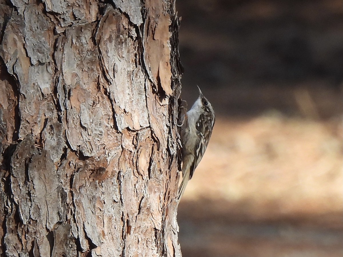 Brown Creeper - ML518243461