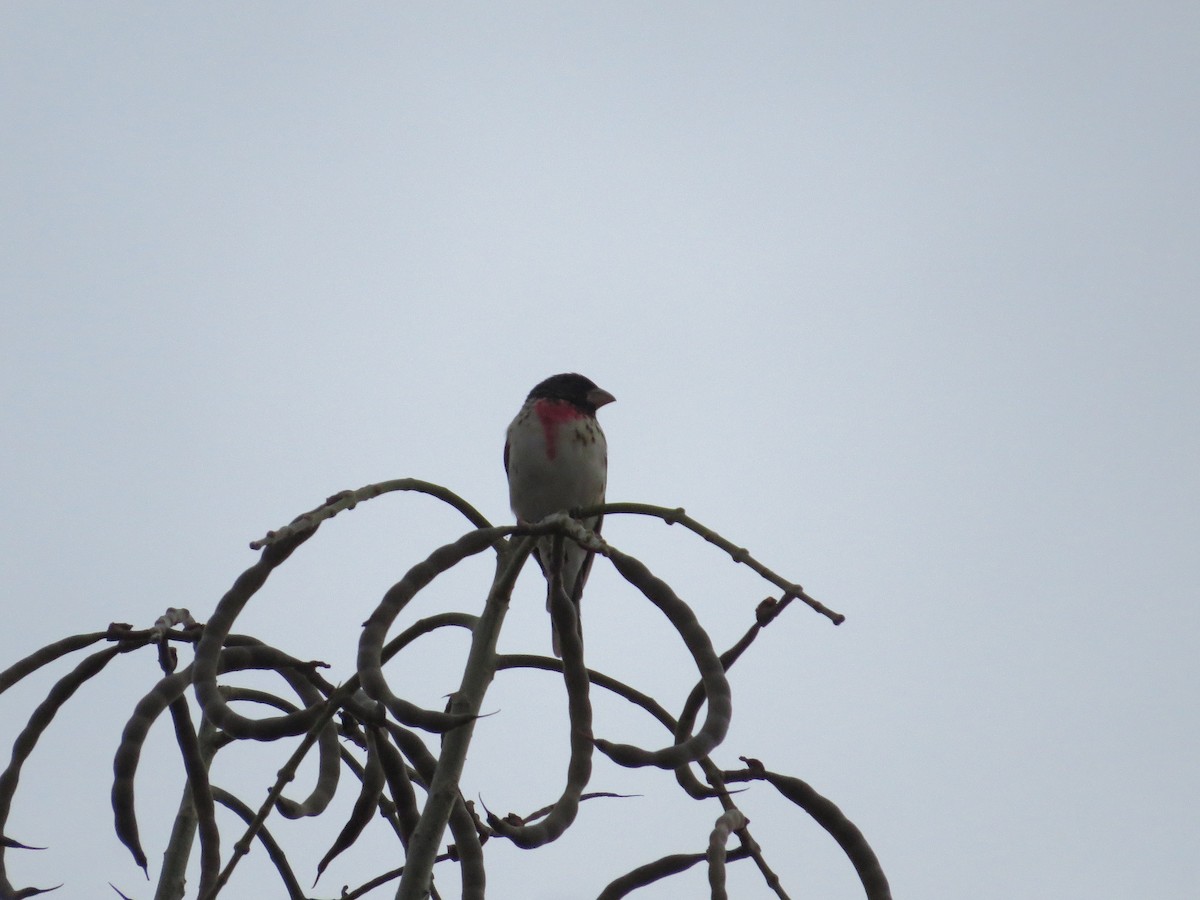 Rose-breasted Grosbeak - ML51824431