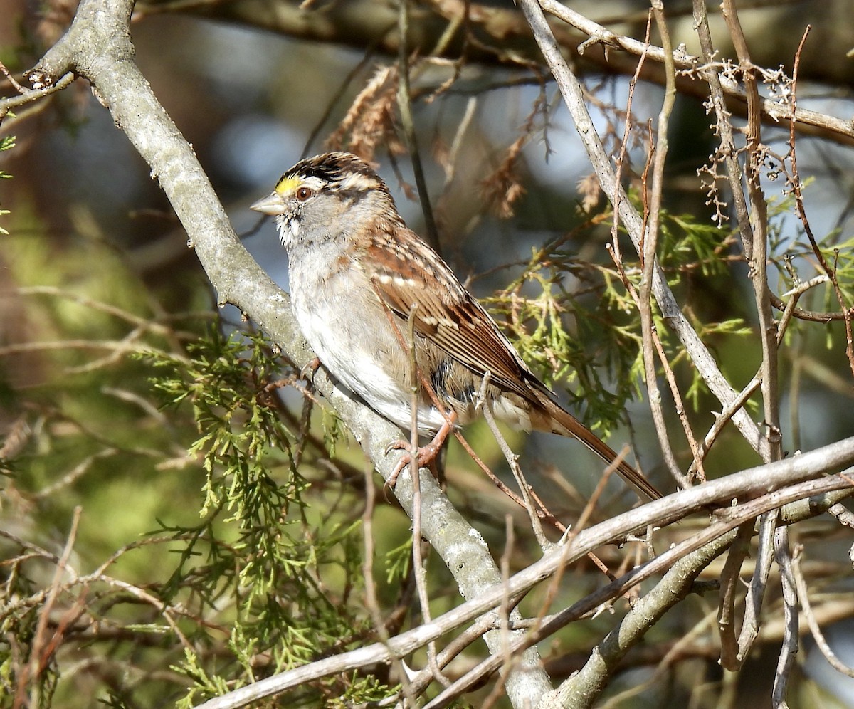 White-throated Sparrow - Robert Ducham